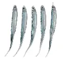 Silicone-Sardine-Soft-Fishing-Lures-9.webp